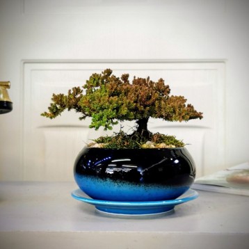 Ardıç Bonsai - Juniperus