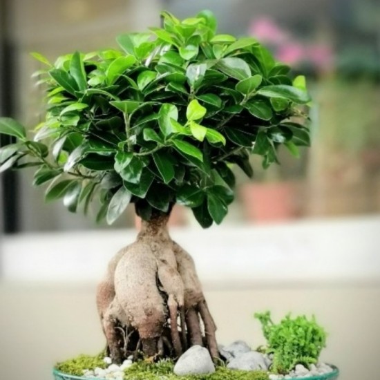 Ficus microcarpa Ginseng