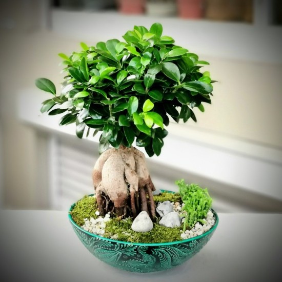 Ficus microcarpa Ginseng