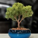 Juniperus - Ardıç Bonsai
