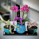 Kütahya Serisi - Orkide Phitonia
