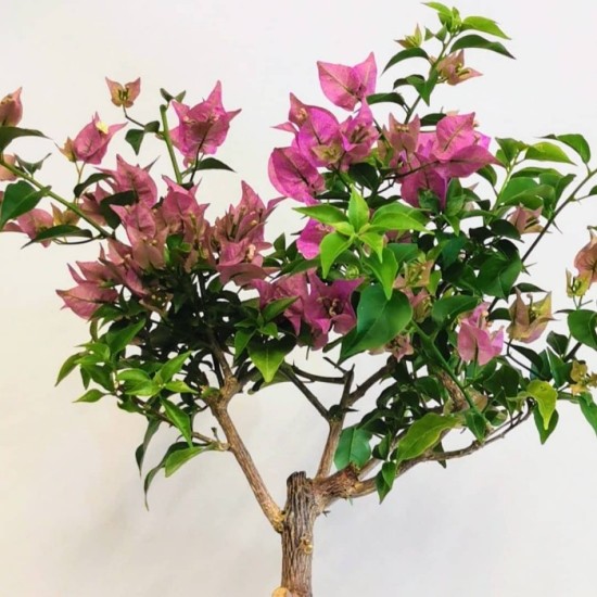 Begonvil Bonsai