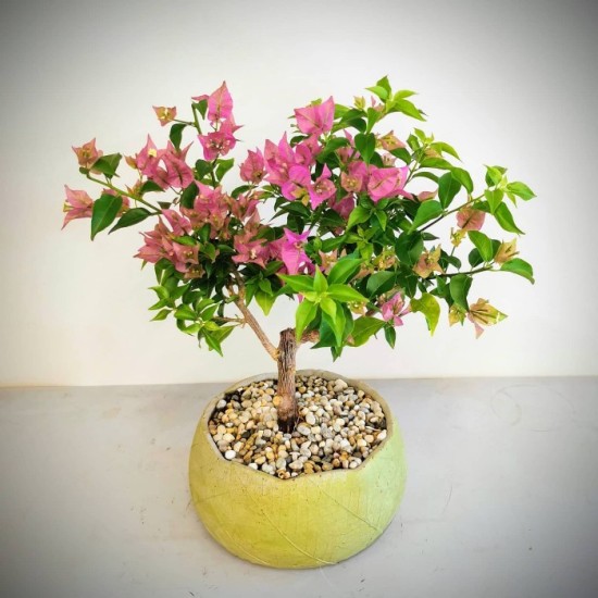 Begonvil Bonsai