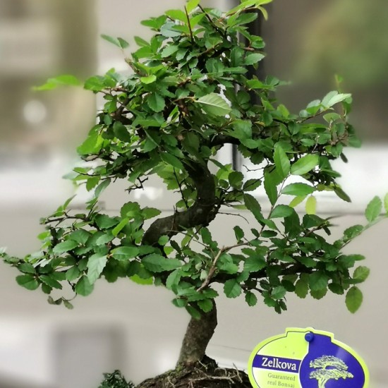 Zelkova Bonsai