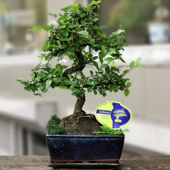 Zelkova Bonsai