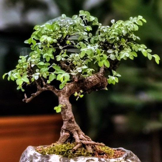 Zelkova Bonsai