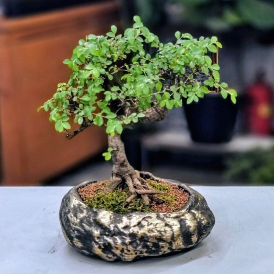 Zelkova Bonsai