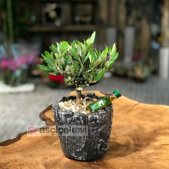 Zeytin Bonsai