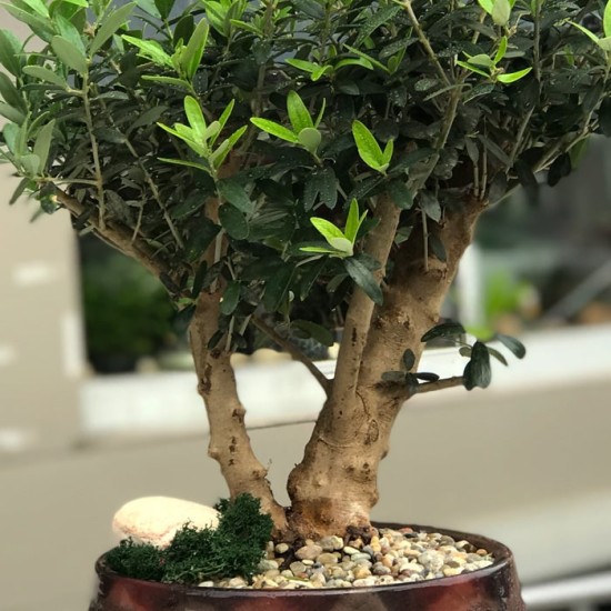 Zeytin Bonsai