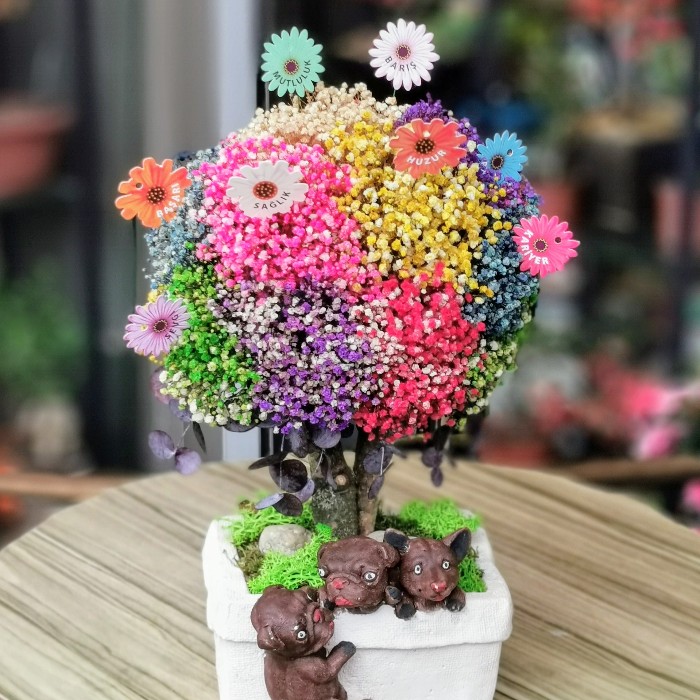 Cipsofilya Dilek Ağacı