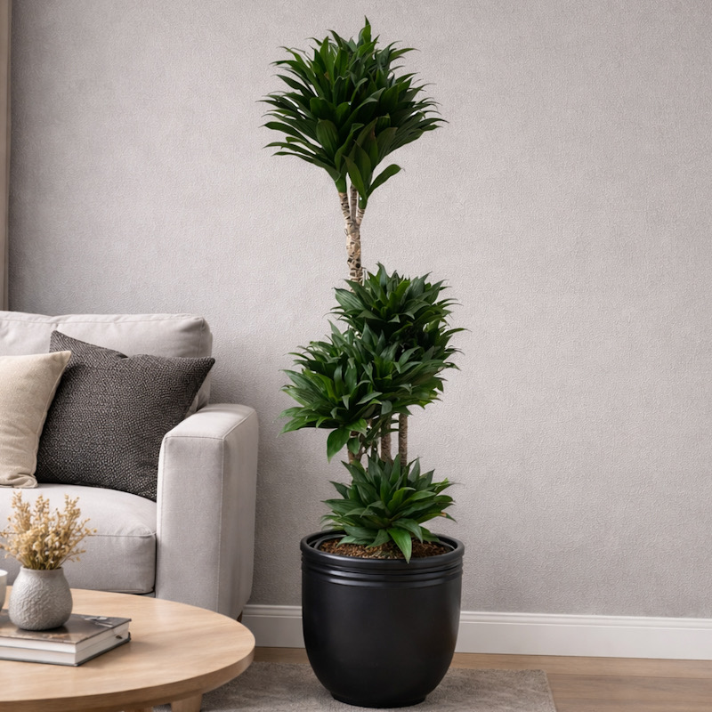 Dracaena Compacta – 4 lü Salon Bitkisi