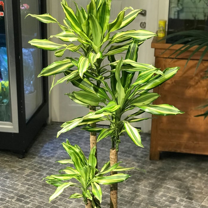 Dracaena Fragrans