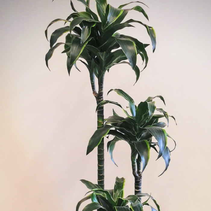 Dracena Dorado