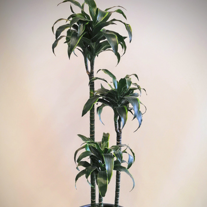 Dracena Dorado