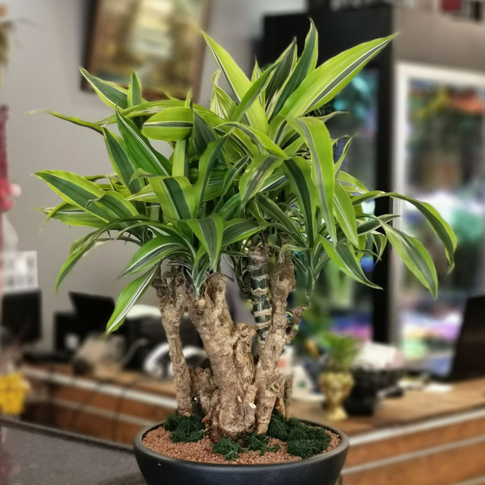 Dracaena Fragrans - Lemon Lime-