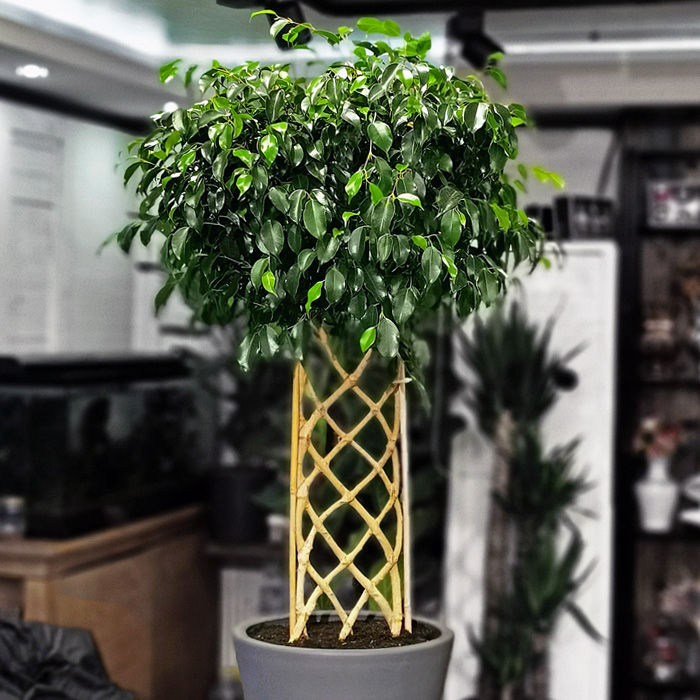 Ficus Exotica - Örgülü Benjamin