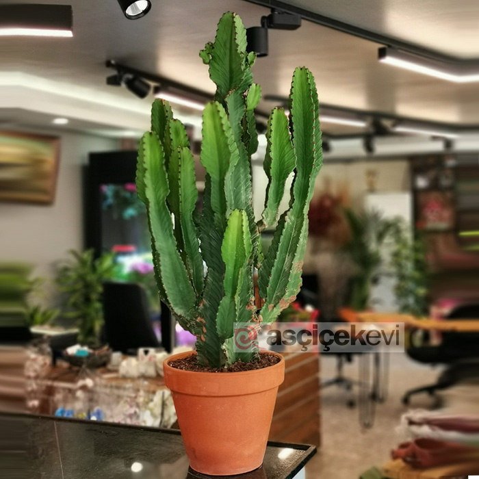 Euphorbia İngens - Şamdan Ağacı video