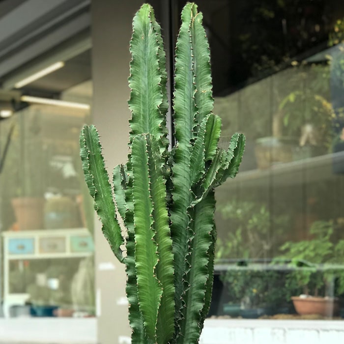 Euphorbia Trigona