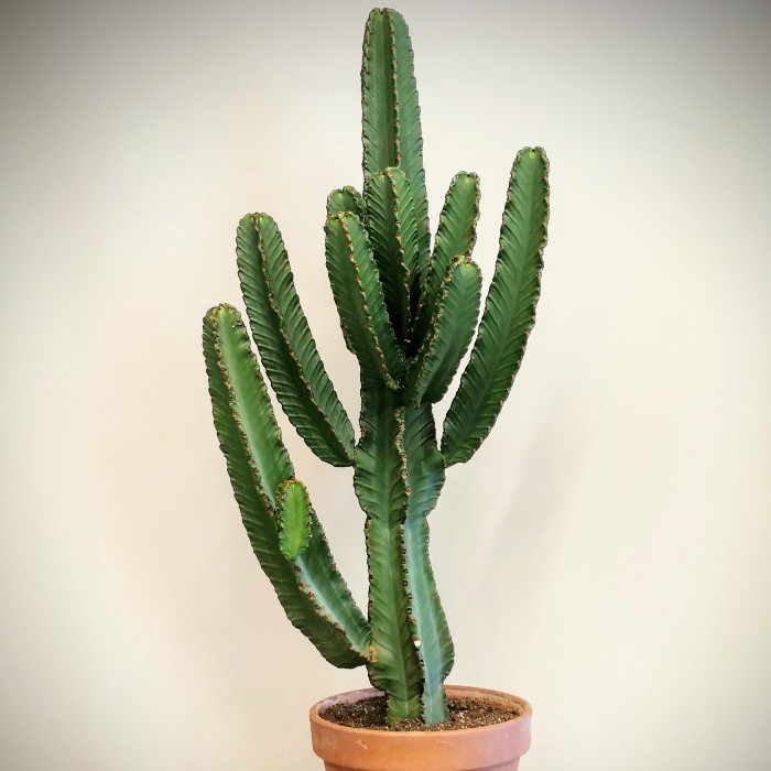 Euphorbia İngens Kaktüs