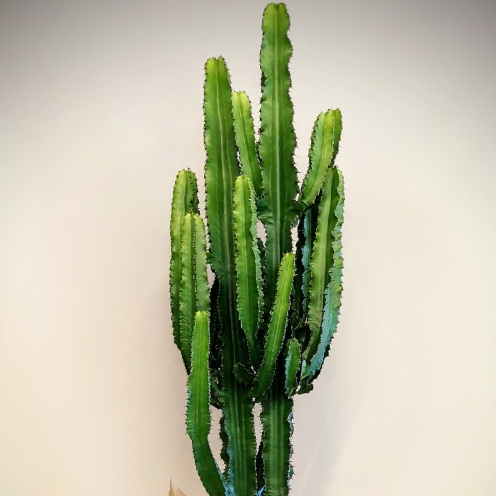 Euphorbia Trigona Kaktüs