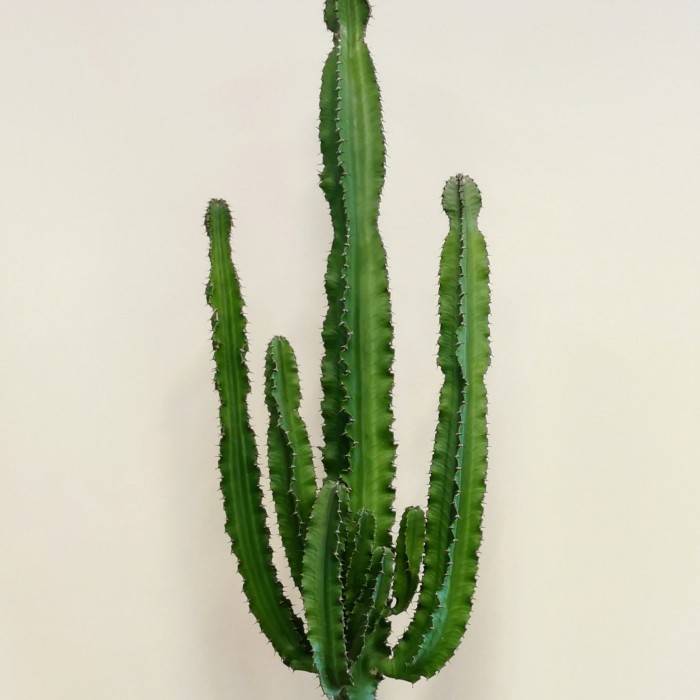 Büyük Euphorbia Kaktüs