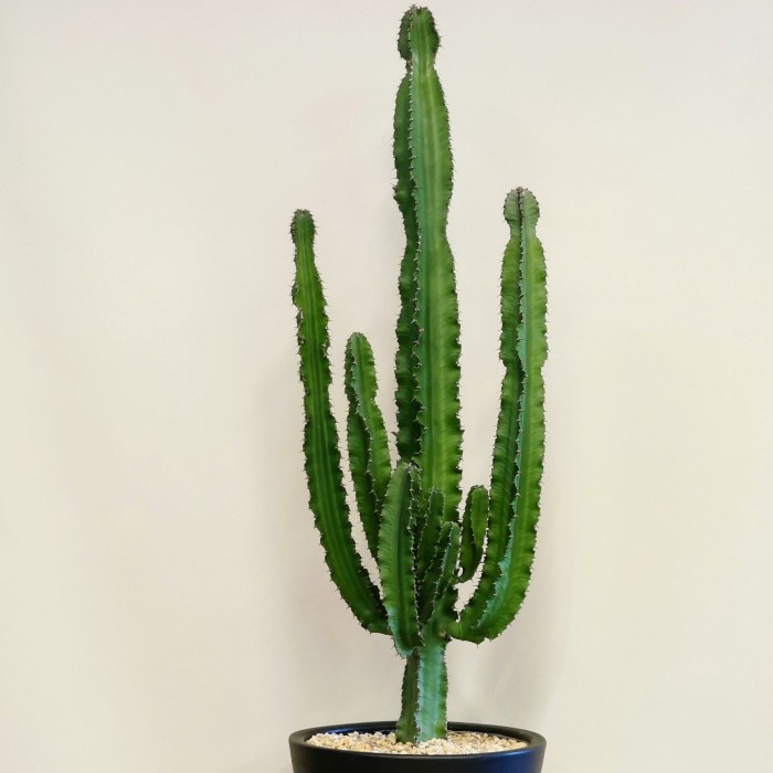 Büyük Euphorbia Kaktüs