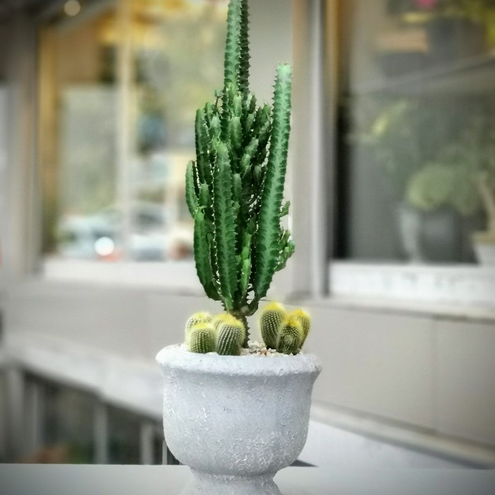 Euphorbia Kaktüs alt