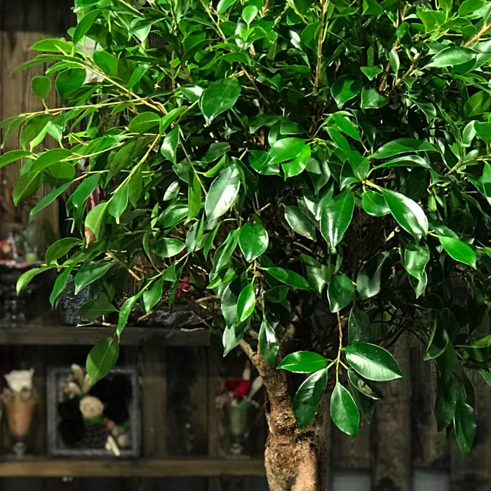 Ficus Nitida