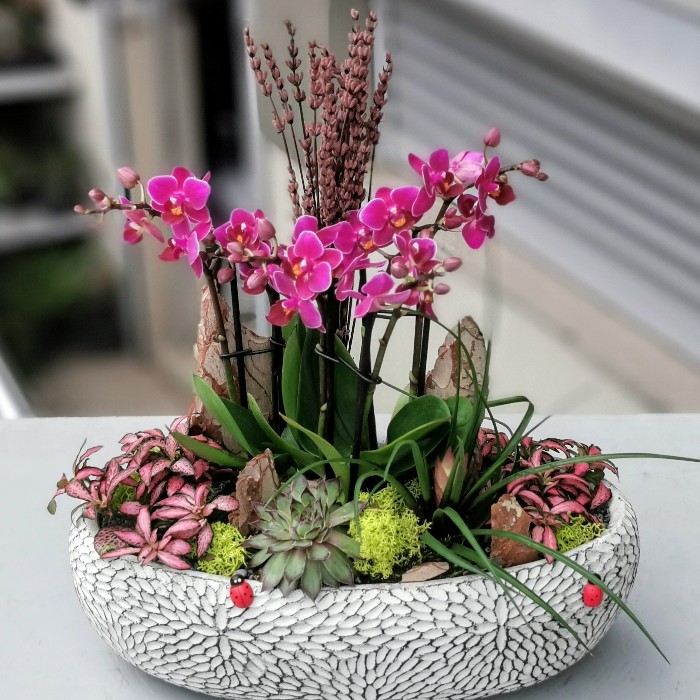 Mini Orkideler alt