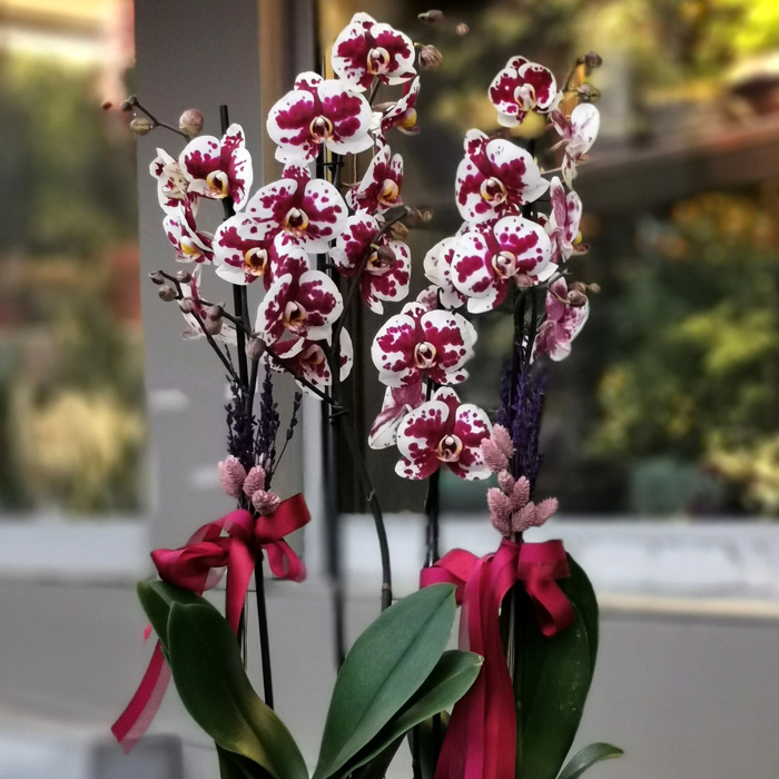 Floriclone Polka Dots Orkideler