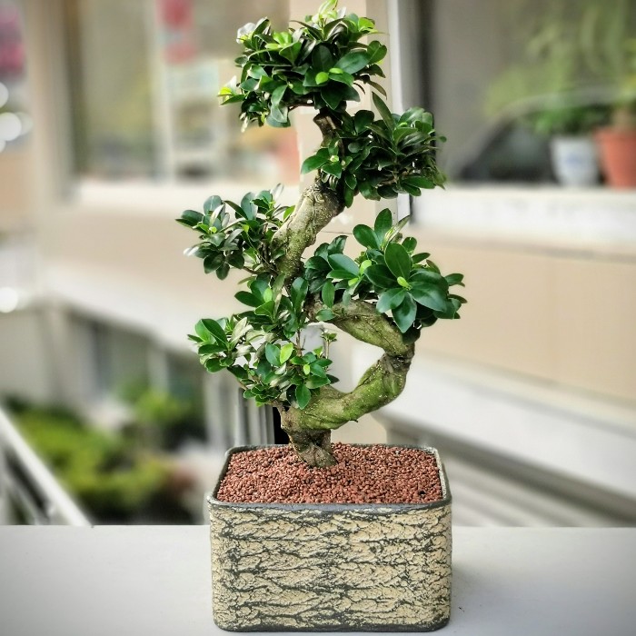 Ficus Microcarpa Bonsai alt