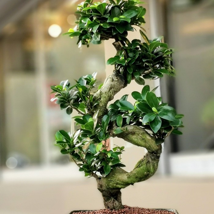 Ficus Microcarpa Bonsai