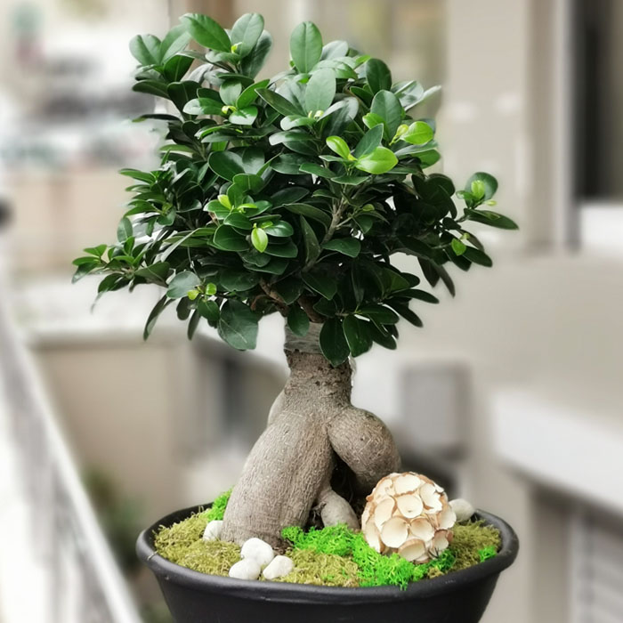 Ficus Ginseng Bonsai alt