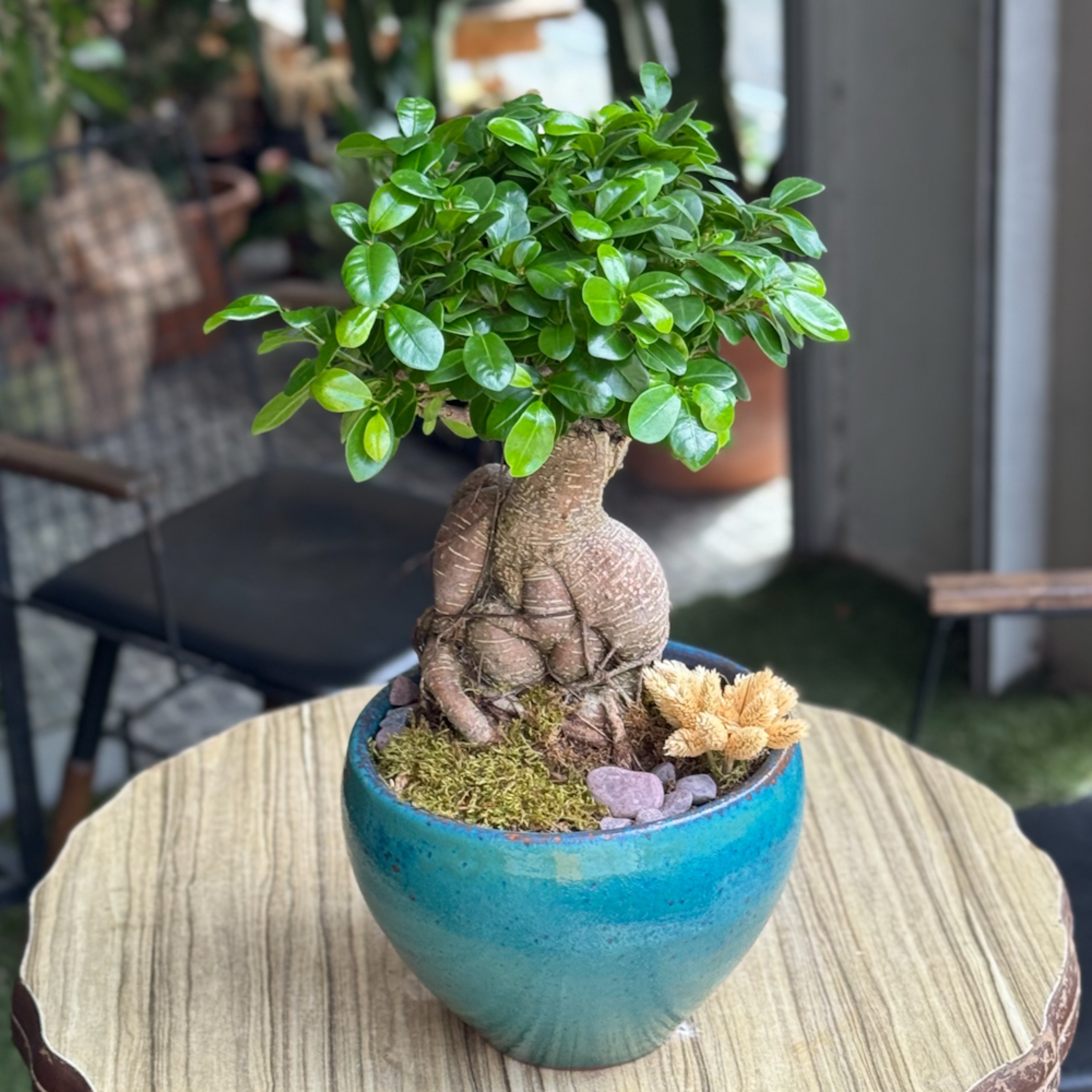 Ficus microcarpa Ginseng