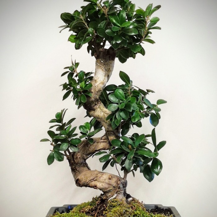 Ginseng Bonsai alt