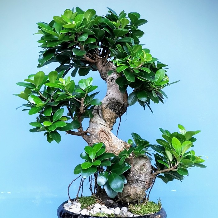 Ficus Ginseng Bonsai alt
