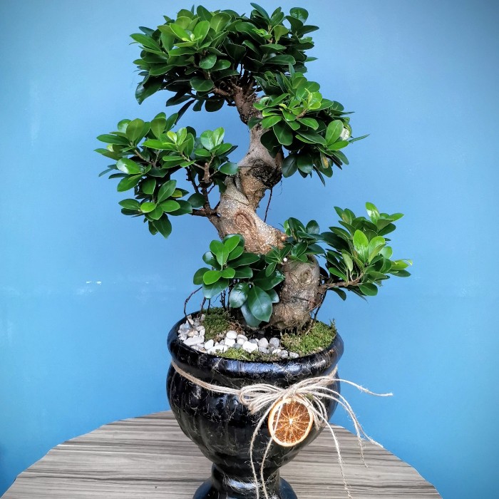 Ficus Ginseng Bonsai