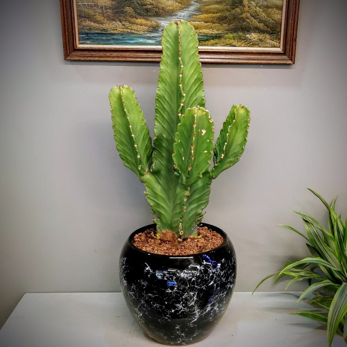 Euphorbia İngens Kaktüs alt