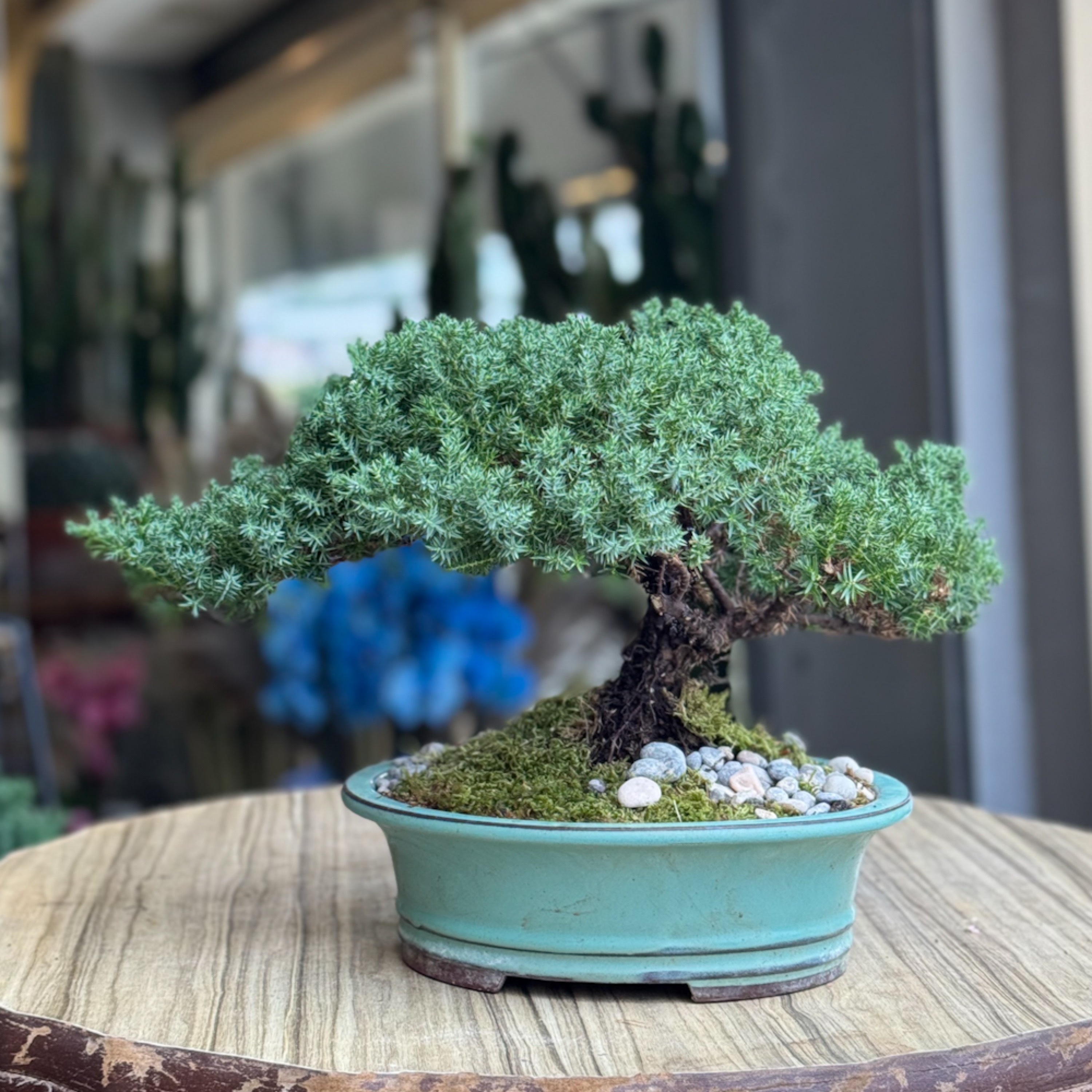 Juniperus Bonsai