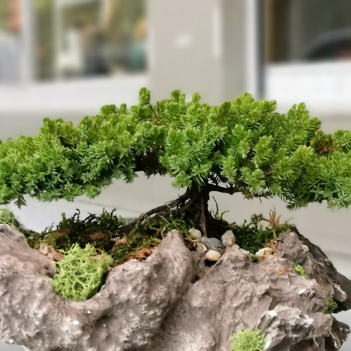Juniperus Bonsai alt
