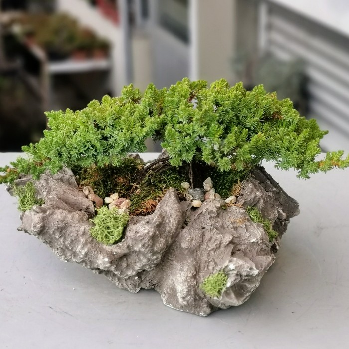 Juniperus Bonsai