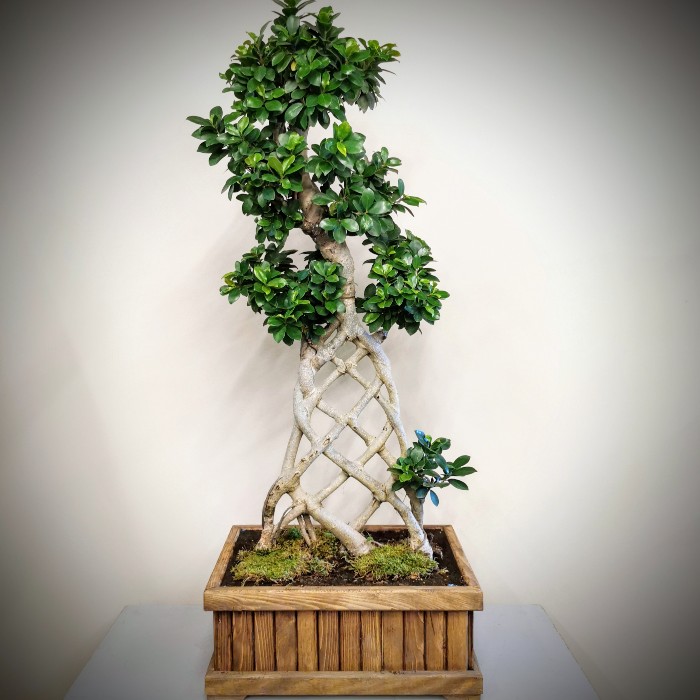 Örgü Gövde Ginseng Bonsai