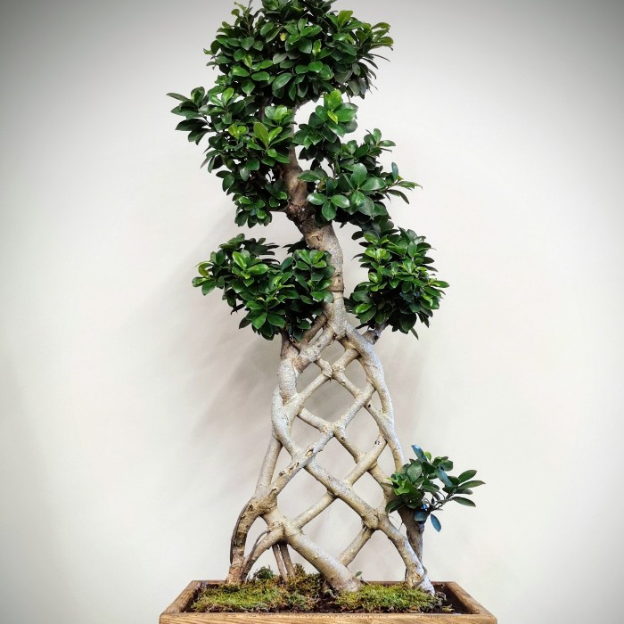 Örgü Gövde Ginseng Bonsai alt