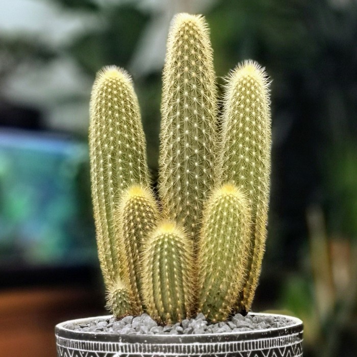 Espostoa Guentheri cactus