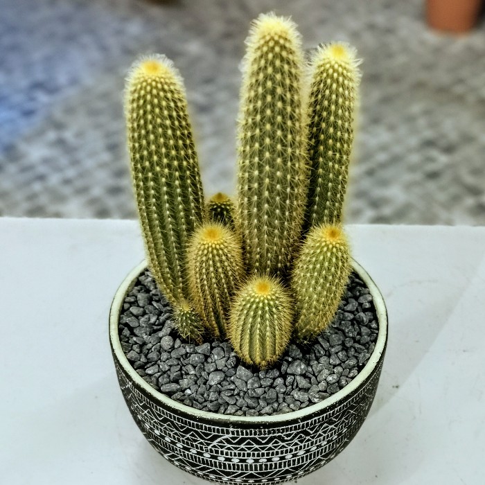 Espostoa Guentheri cactus alt