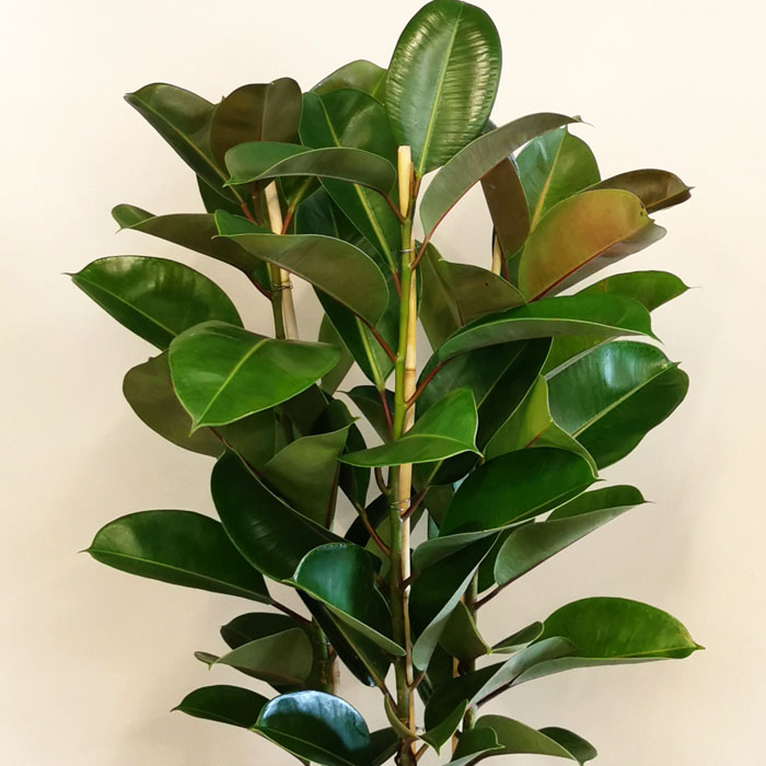 Kauçuk - Ficus Elestica Robusta