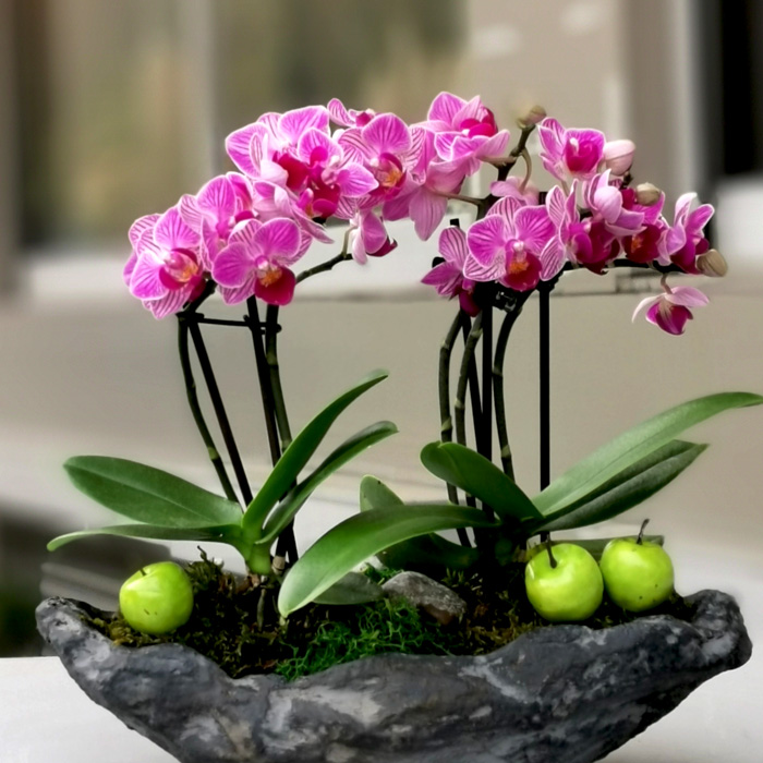 Pembe Mini Orkideler