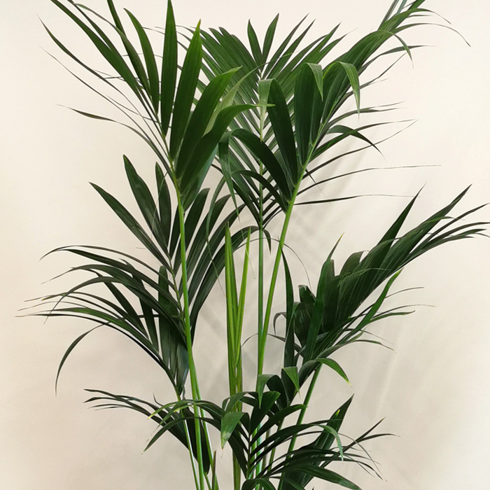 Kentia Bitkisi-Howea Palm alt