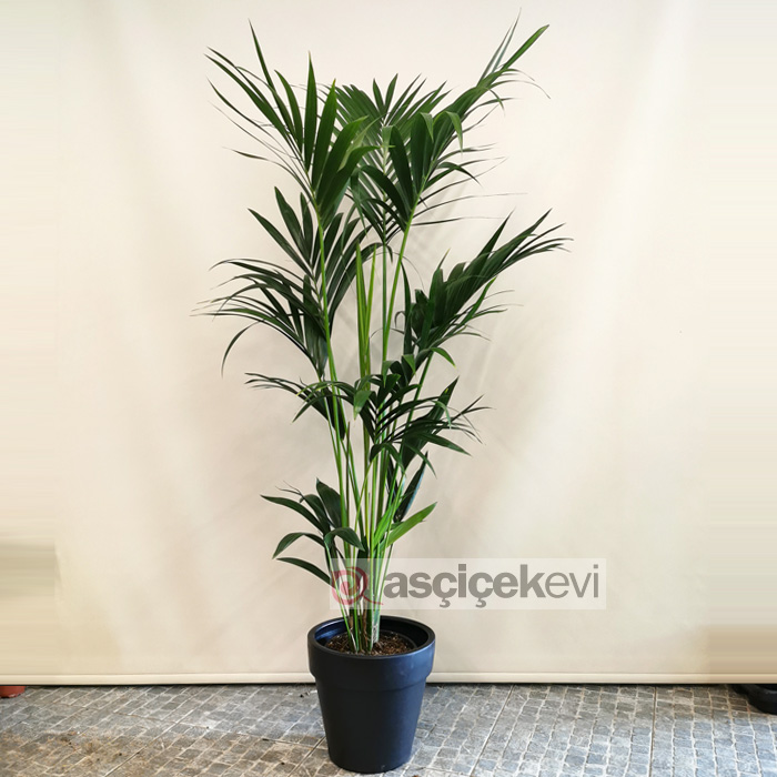 Kentia Bitkisi-Howea Palm
