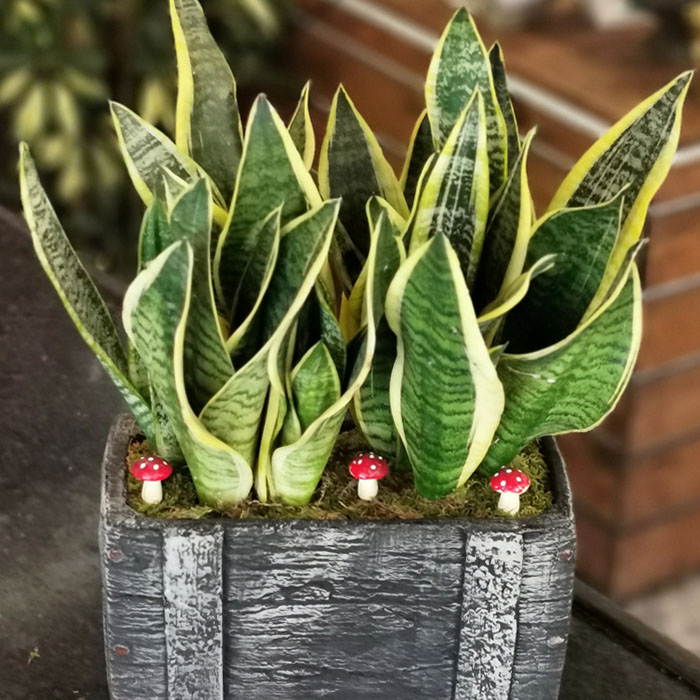 Sanseveria Kılıç Çiçeği